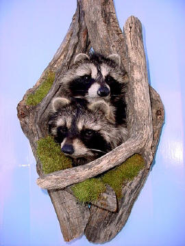 mounted raccoon taxidermy for sale