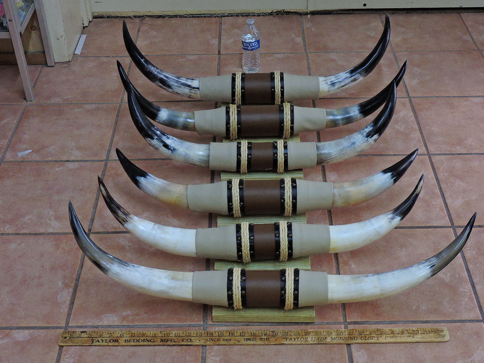 mounted steer horns ONE SET 6/' to 6/' 6/" LONGHORN BULL COW POLISHED horn