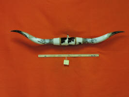 Longhorn 4-4 4 One Set Only Real Mounted Steer Cow Bull Texas Long Horns