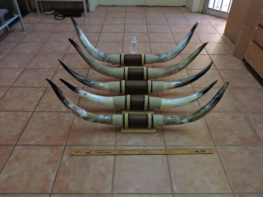 PRETTY mounted steer horns ONE SET 5' 6" to 5' 11" LONGHORN BULL COW POLISHED 