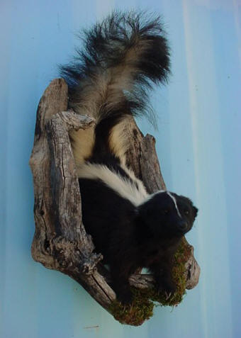 skunk taxidermy for sale