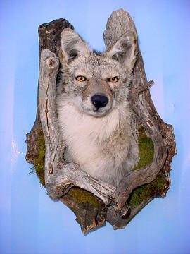 coyote taxidermy for sale