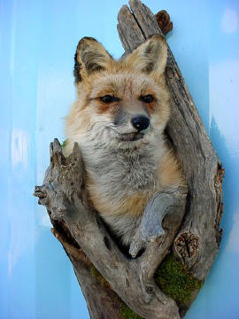 red fox taxidermy for sale