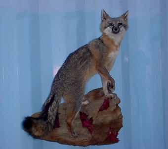 grey fox taxidermy for sale