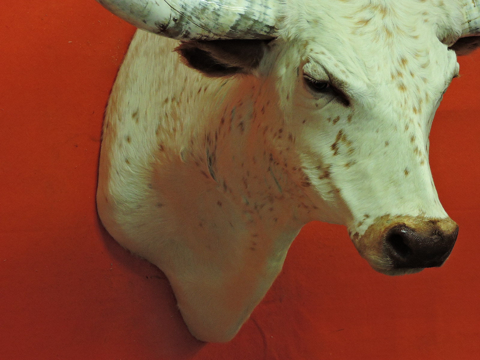 TEXAS LONGHORN STEER OR BULL TAXIDERMY HEAD MOUNT FOR SALE