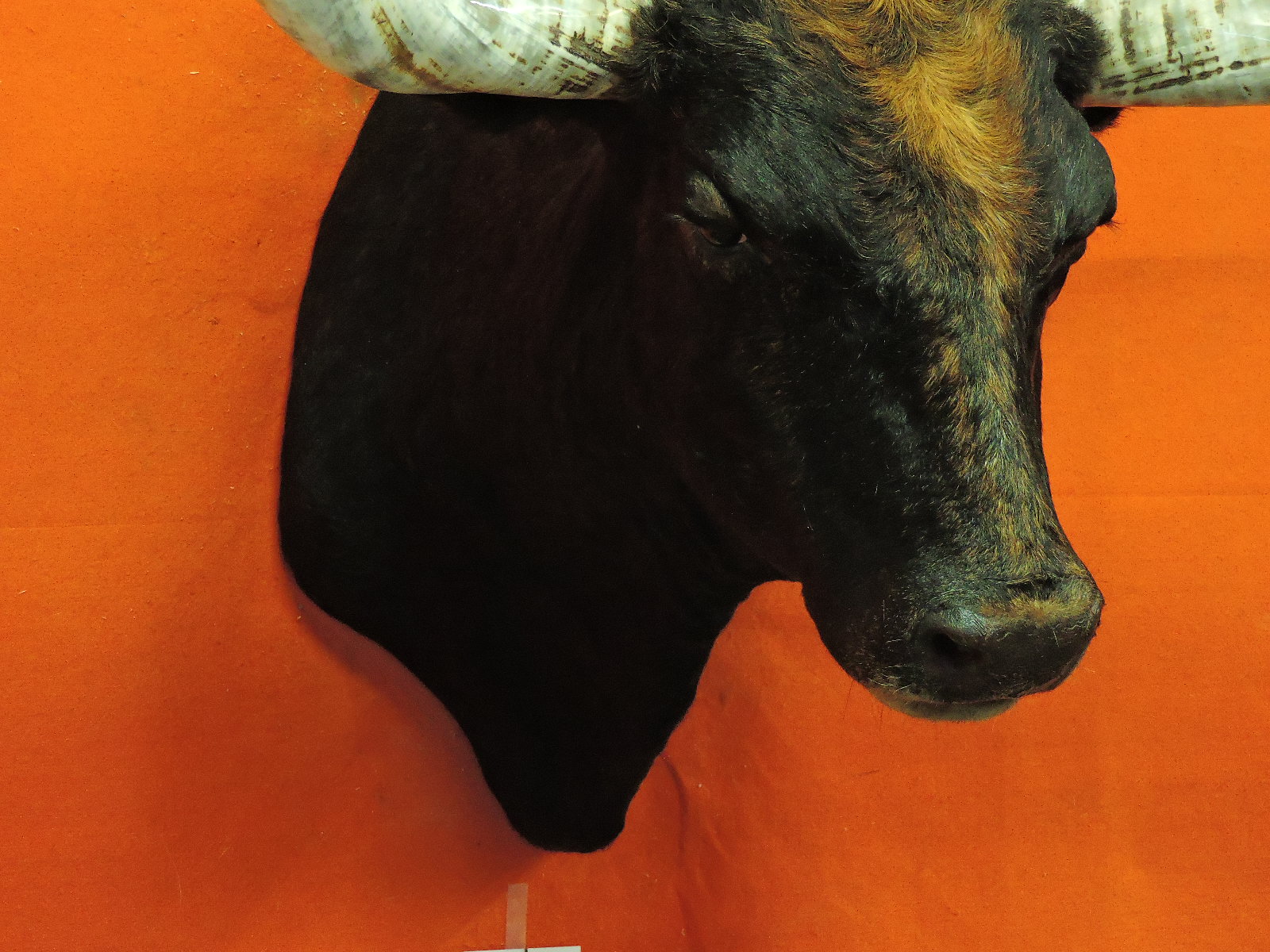 TEXAS LONGHORN STEER OR BULL TAXIDERMY HEAD MOUNT FOR SALE