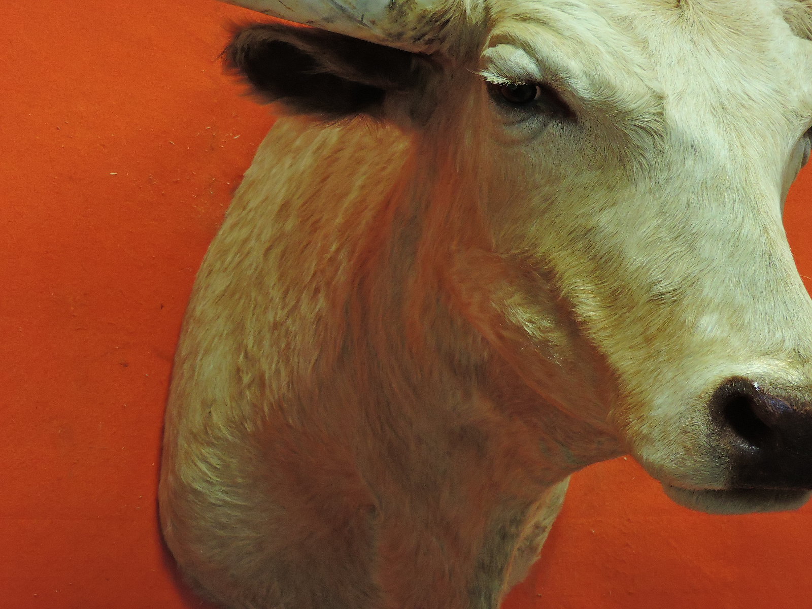 TEXAS LONGHORN STEER OR BULL TAXIDERMY HEAD MOUNT FOR SALE