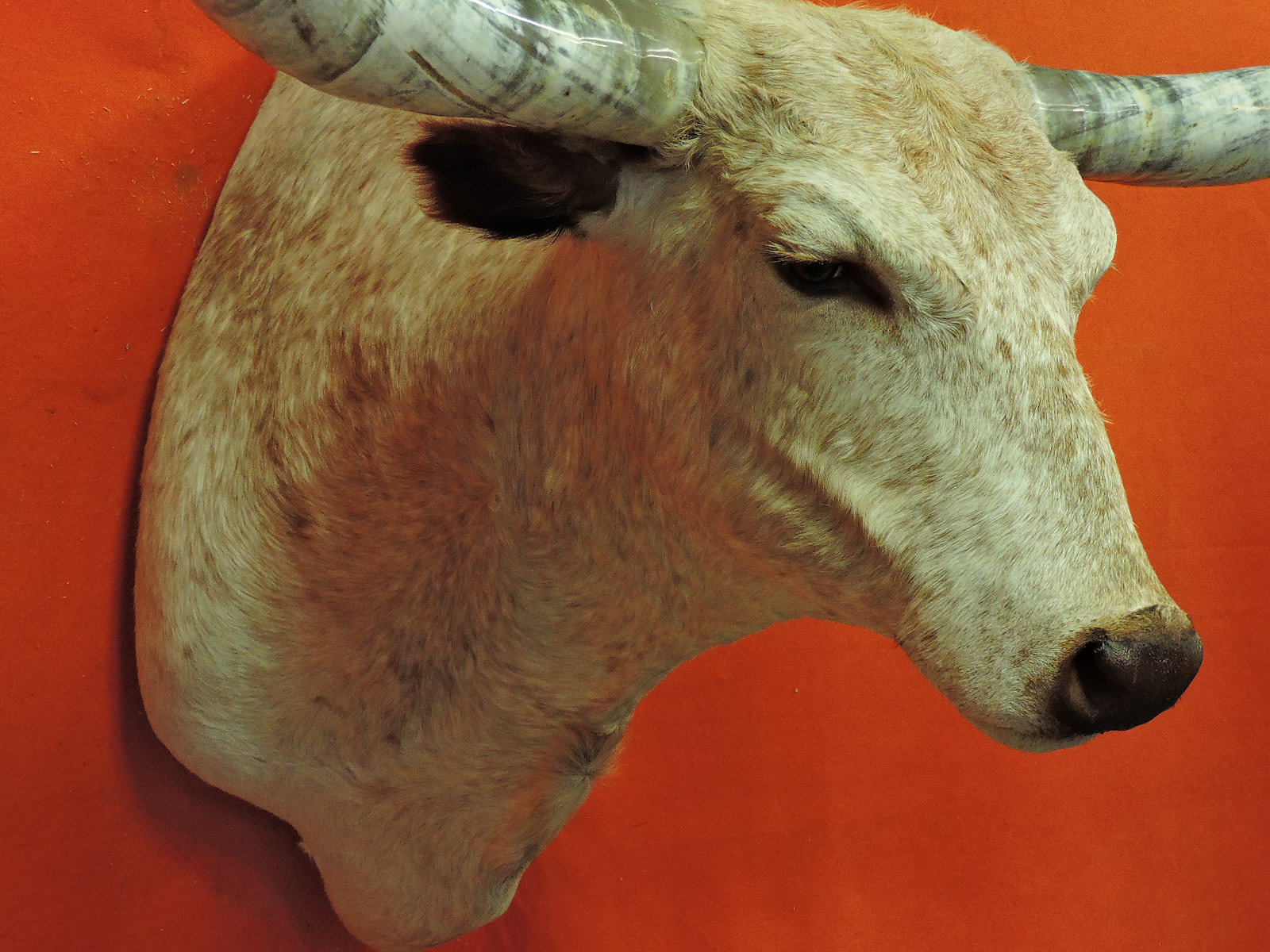 TEXAS LONGHORN STEER OR BULL TAXIDERMY HEAD MOUNT FOR SALE