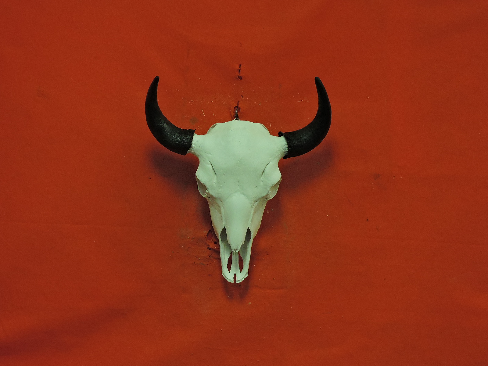 Buffalo Skull