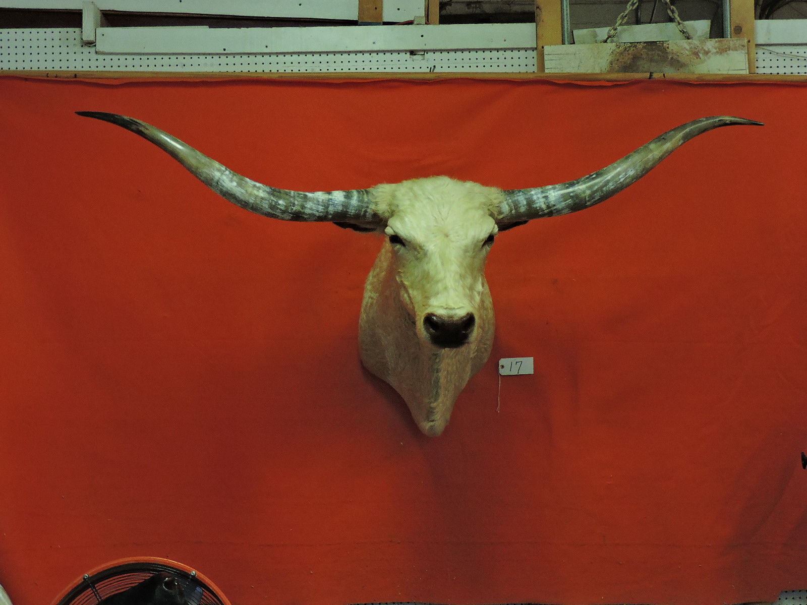 TEXAS LONGHORN STEER OR BULL TAXIDERMY HEAD MOUNT FOR SALE