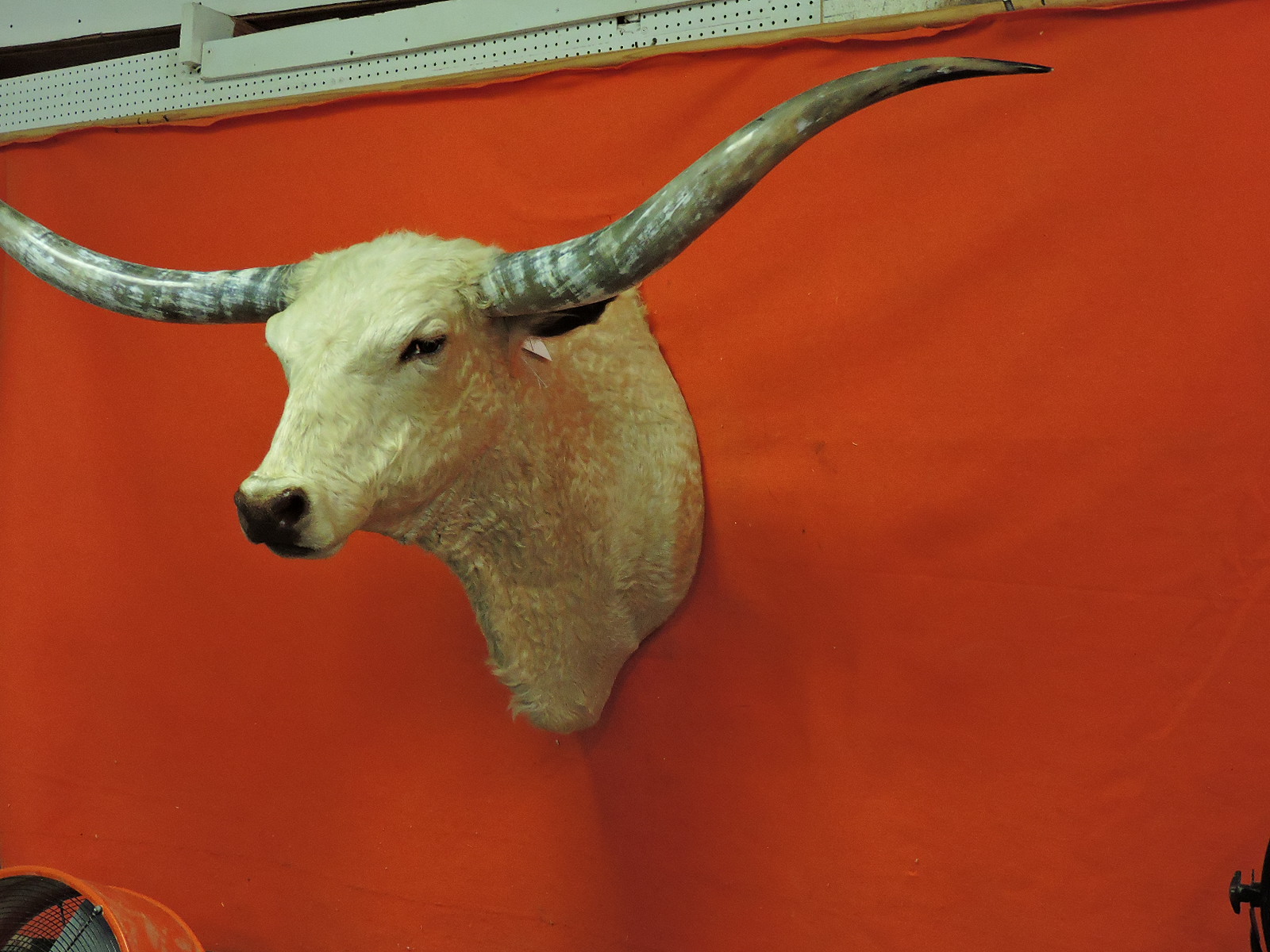 TEXAS LONGHORN STEER OR BULL TAXIDERMY HEAD MOUNT FOR SALE