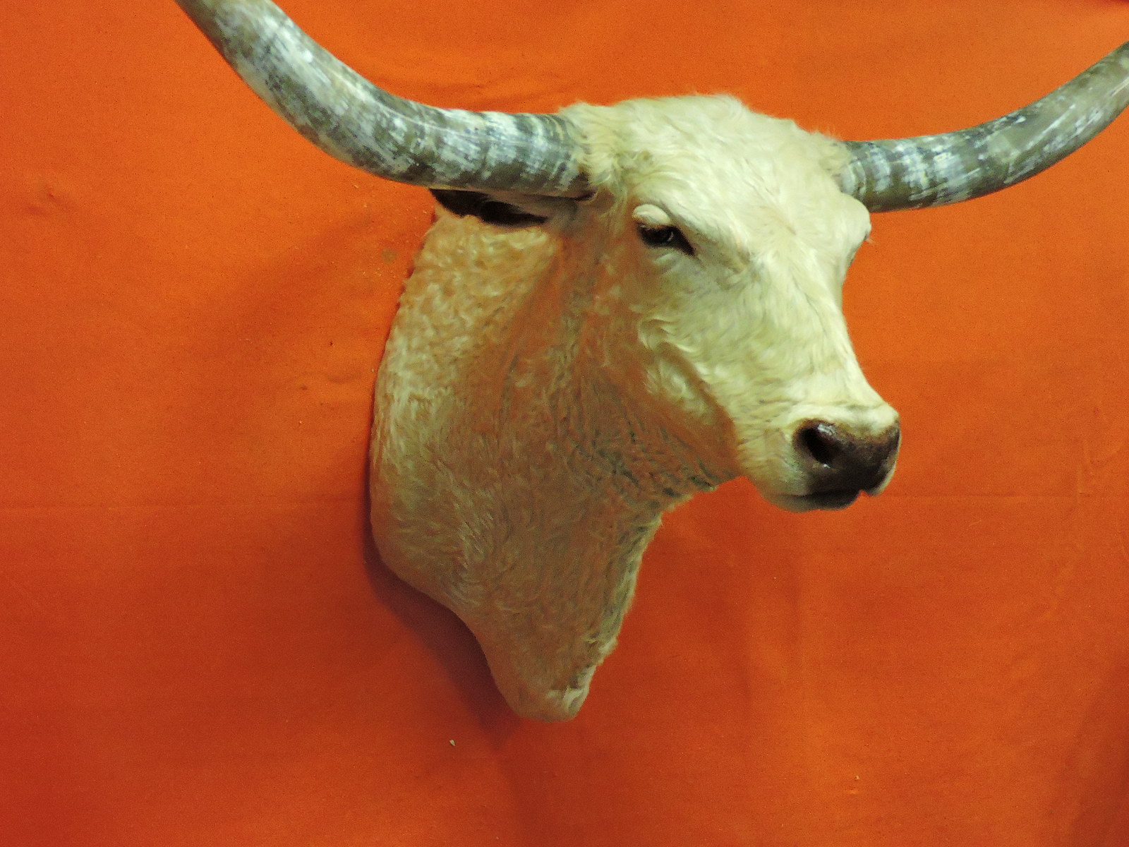 TEXAS LONGHORN STEER OR BULL TAXIDERMY HEAD MOUNT FOR SALE