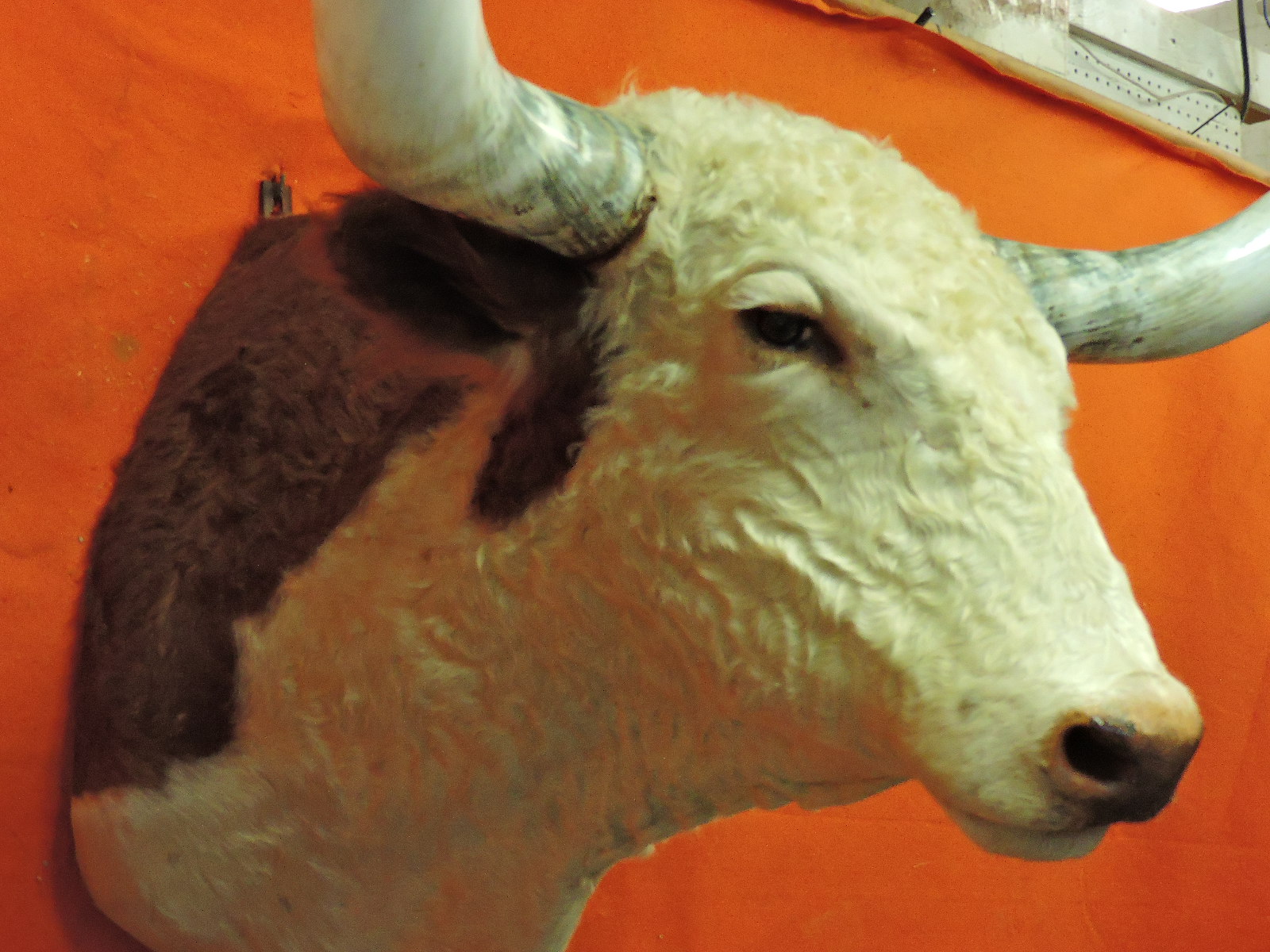 TEXAS LONGHORN STEER OR BULL TAXIDERMY HEAD MOUNT FOR SALE