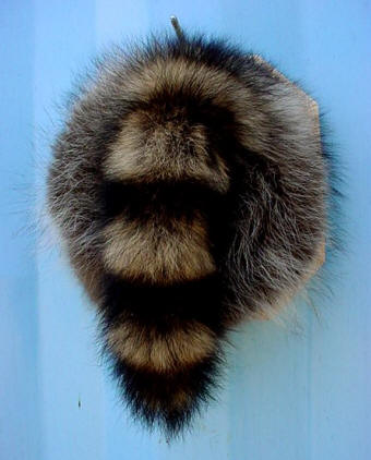raccoon butt taxidermy for sale