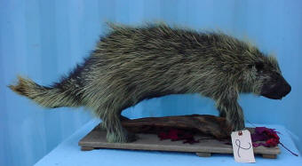  porcupine taxidermy for sale 