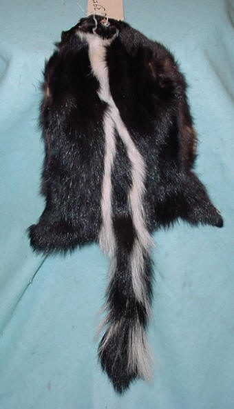 skunk skin taxidermy for sale TAXIDERMY MOUNTS FOR SALE