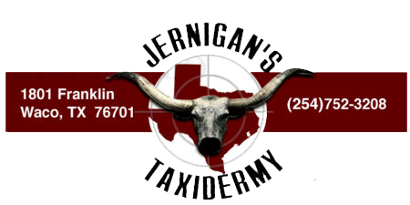 Jernigan's Taxidermy - Armadillos, Steer Heads & Horns, Buffalo
