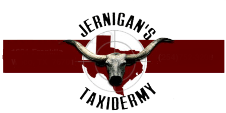 Jernigan's Taxidermy - Armadillos, Steer Heads & Horns, Buffalo