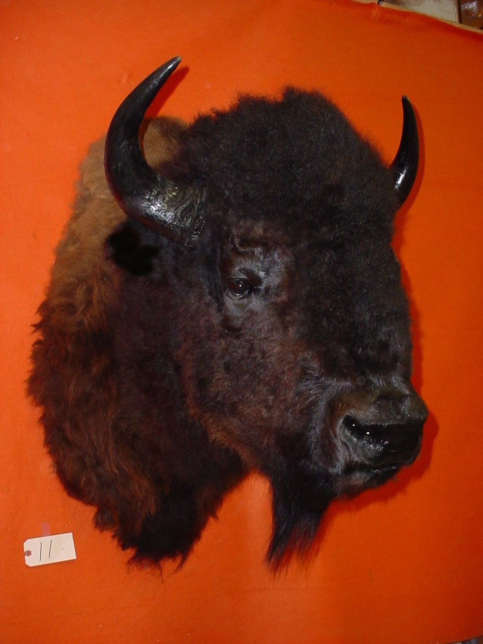Taxidermy Buffalo Mounts | Buffalo Skulls
