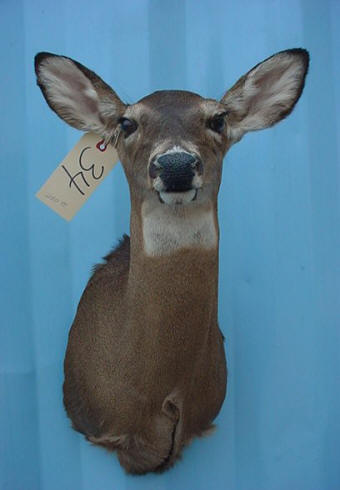 taxidermy for sale deer mount
