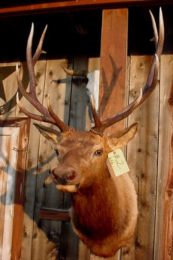 elk taxidermy mounts for sale deer