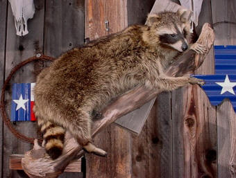 raccoon taxidermy for sale