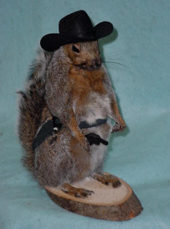 squirrel taxidermy for sale