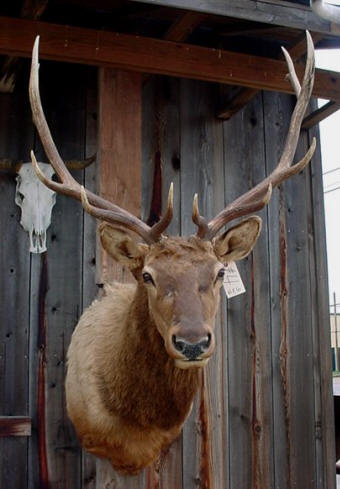 elk taxidermy mounts for sale deer