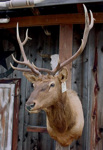  taxidermy mounts  for sale deer