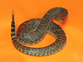 rattle snake taxidermy for sale