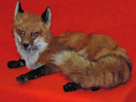 taxidermy for sale fox