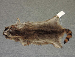 taxidermy for sale raccoon