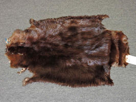 taxidermy for sale beaver