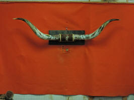 MOUNTED Bull horns LONGHORN STEER COW BULL HORN