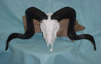 sheep skull taxidermy for sale deer